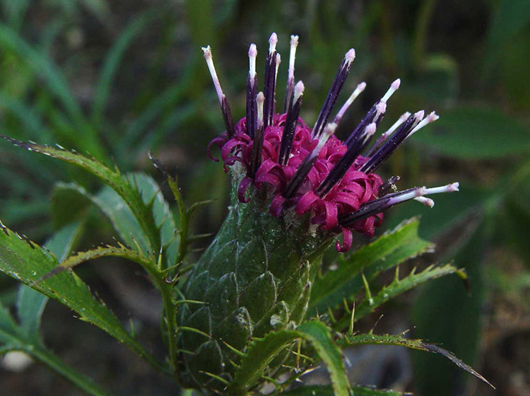 乾宁道地药材种植基地观光