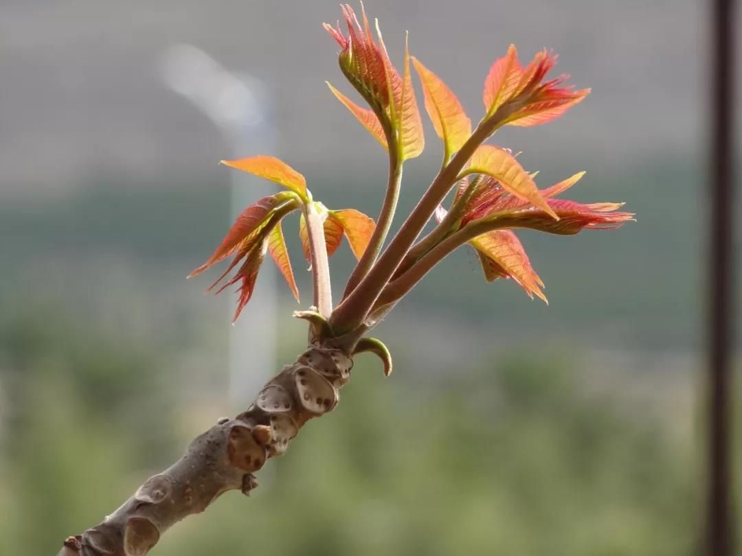 1553845834616790RYvI.jpg 3.jpg