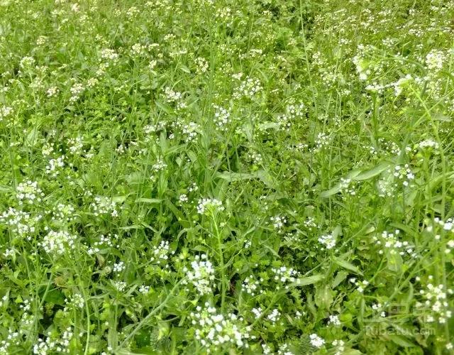 1553845860854641WdGl.jpg 4.jpg