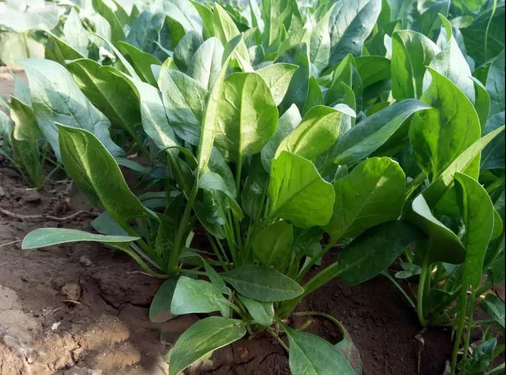 1553845880118081jP79.jpg 5.jpg