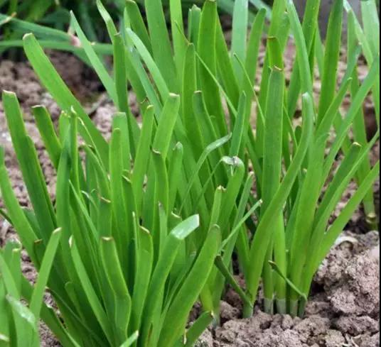 1553845954271369q366.jpg 8.jpg